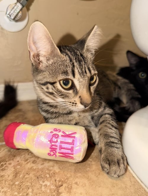 TONY STARK AVENGER - Domestic Short Hair / Tabby available for adoption