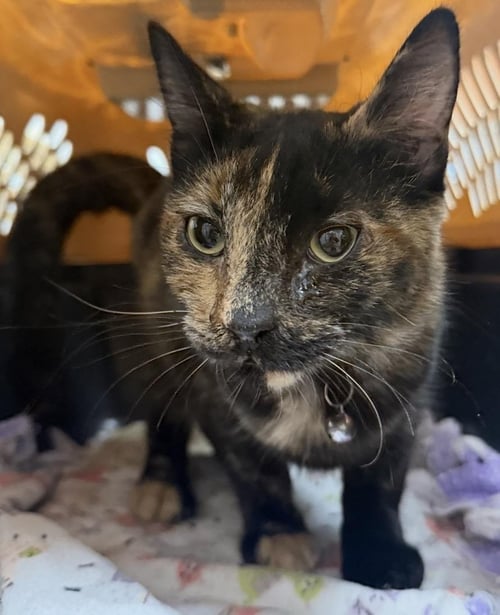 SWALLOWTAIL BLOSSOM - Tortoiseshell / Domestic Short Hair available for adoption