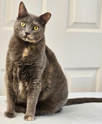 Waleska Lovebug - Photo 4