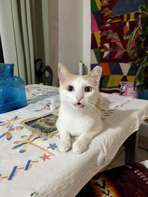 ALMOND BROWN - Domestic Short Hair available for adoption