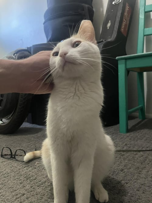 ALMOND BROWN - Domestic Short Hair available for adoption