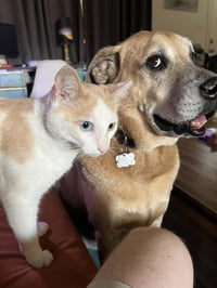 Almond Brown - Photo 3