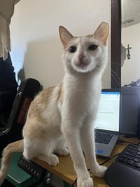 Almond Brown - Photo 4