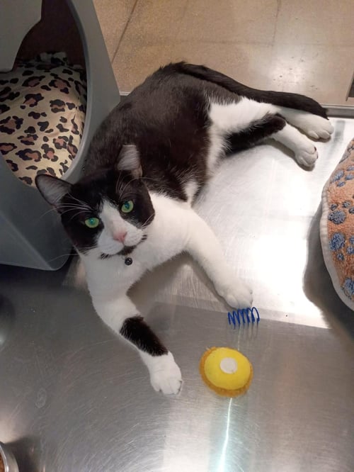 BIGTUX LA CASITA - Tuxedo available for adoption