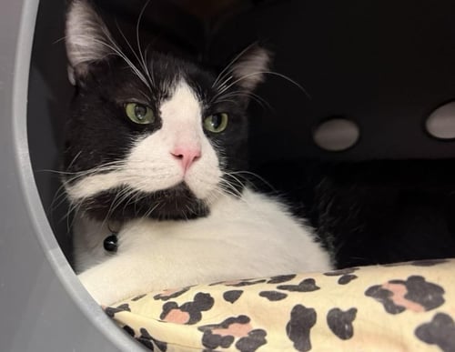BIGTUX LA CASITA - Tuxedo available for adoption