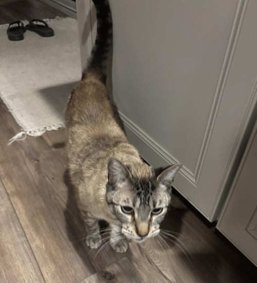 BERNIE BLUEBERRY - Domestic Short Hair / Siamese available for adoption