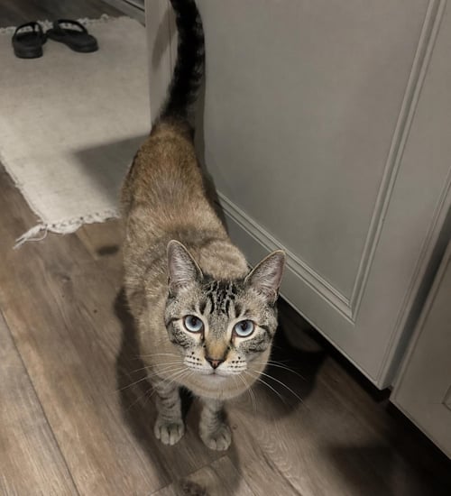 BERNIE BLUEBERRY - Domestic Short Hair / Siamese available for adoption