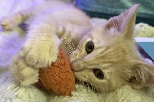TU-PAC VIOLA - Tabby / Domestic Short Hair available for adoption