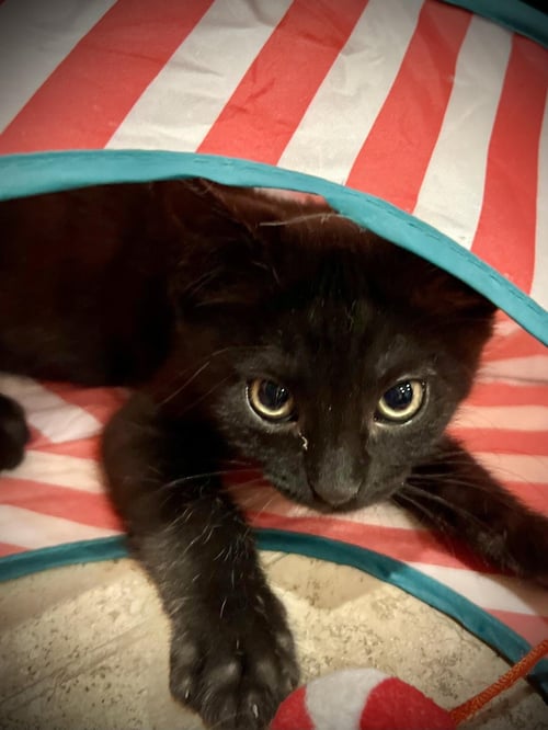 ROGER MACKITTEN - Domestic Medium Hair available for adoption