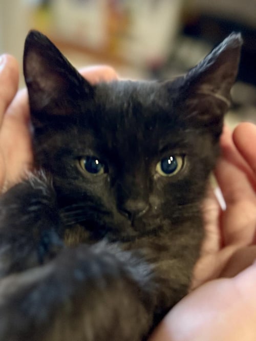 ROGER MACKITTEN - Domestic Medium Hair for adoption in Chandler