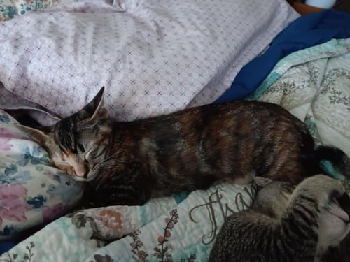 MIA-MEOW MACADAMIA BONDED WITH MOKI MACADAMIA - Tabby / Domestic Short Hair available for adoption