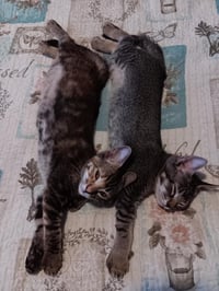 Mia-Meow Macadamia Bonded With Moki Macadamia - Photo 3