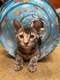 Mia-Meow Macadamia Bonded With Moki Macadamia - Photo 4