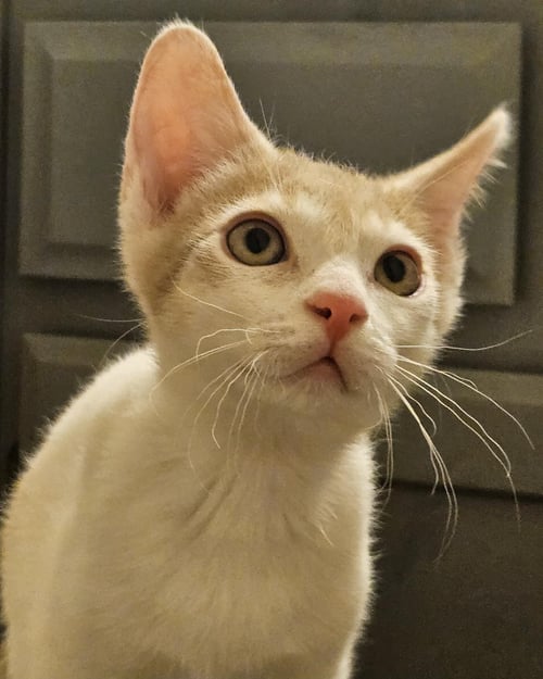 JETHRO GIBBS BONDED TO LEROY GIBBS - Domestic Short Hair available for adoption