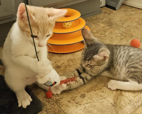 JETHRO GIBBS BONDED TO LEROY GIBBS - Domestic Short Hair available for adoption