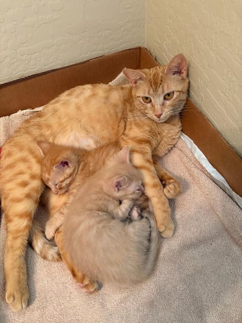 PENNY LATTE - Domestic Short Hair / Tabby available for adoption