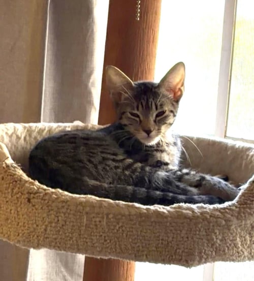 ONA TORTELLINA - Domestic Short Hair / Tabby available for adoption