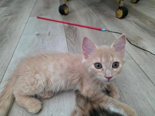 TIGER EYE SUMMERGARDEN - Domestic Medium Hair available for adoption
