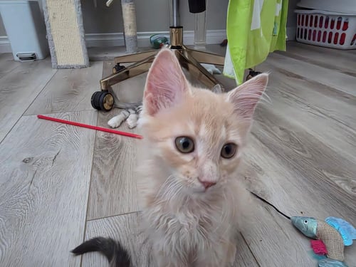 TIGER EYE SUMMERGARDEN - Domestic Medium Hair available for adoption