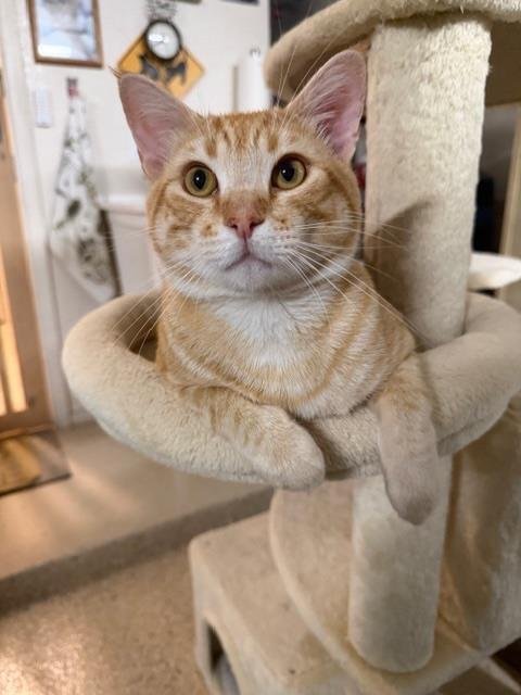 CHEETO LOVE HEART - Domestic Short Hair / Tabby available for adoption