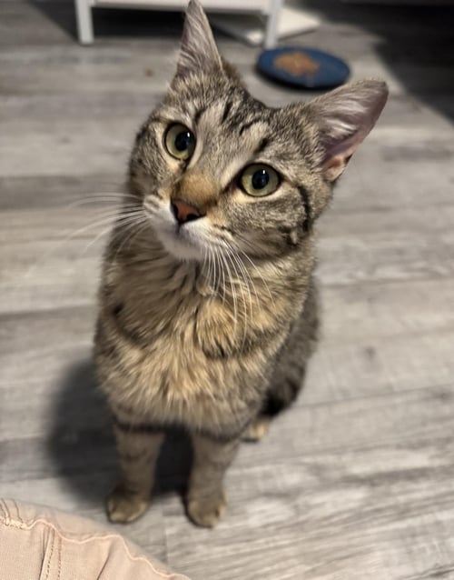 SALTY SEA - Domestic Short Hair / Tabby for adoption in Chandler