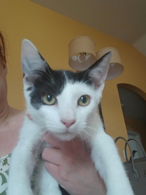 SWEETIE TURNER - Domestic Short Hair available for adoption