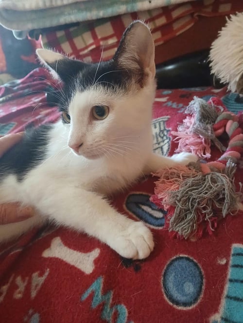 SWEETIE TURNER - Domestic Short Hair available for adoption