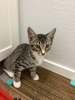 KEVIN IMPALA - Domestic Short Hair available for adoption