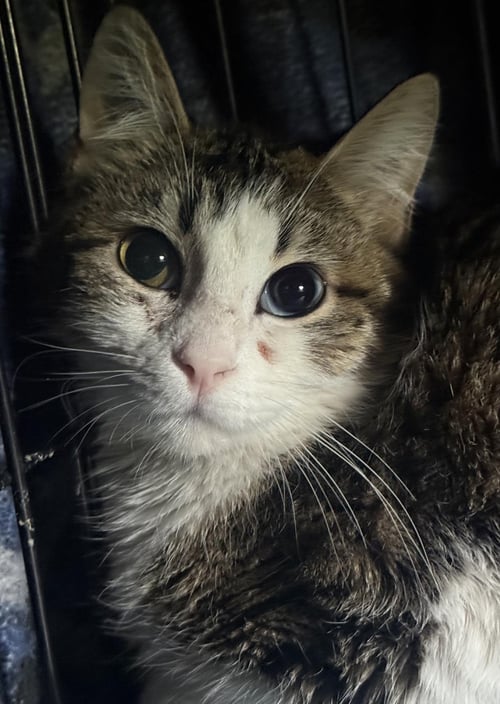 PENELOPE MEADOWS - Domestic Short Hair available for adoption