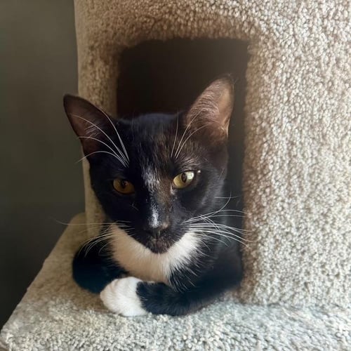 RAMON RAMBLER - Tuxedo / Domestic Short Hair available for adoption