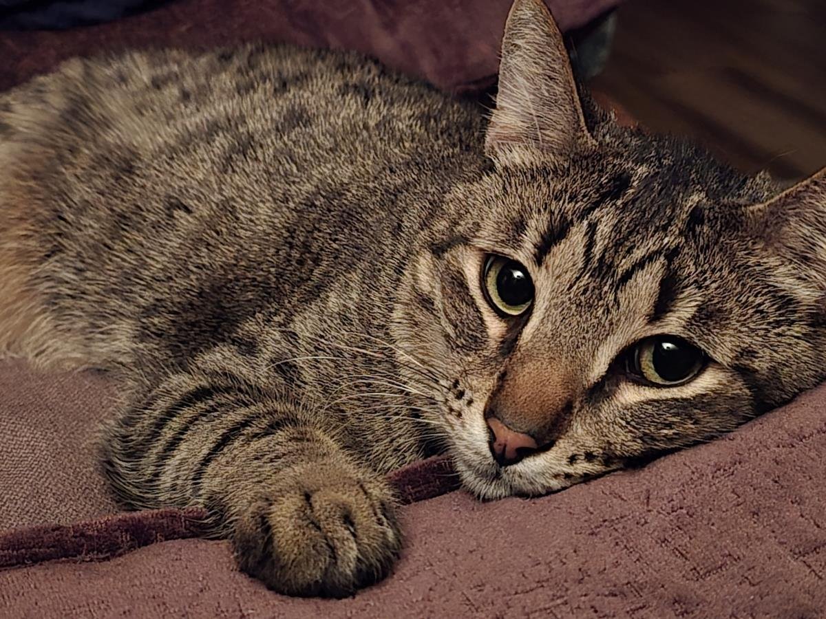 ROCKET HONEYBUN - Domestic Short Hair / Tabby available for adoption