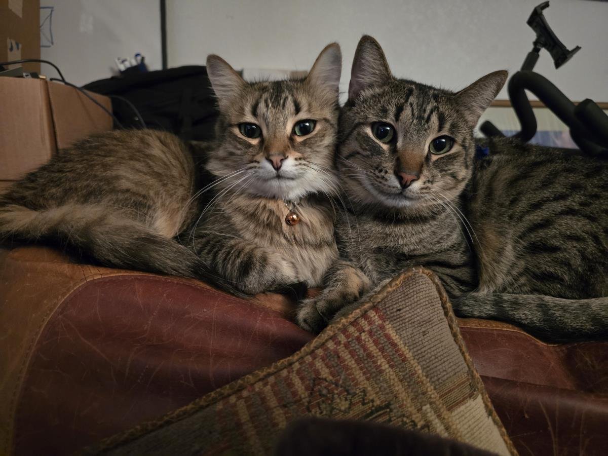 ROCKET HONEYBUN - Domestic Short Hair / Tabby available for adoption