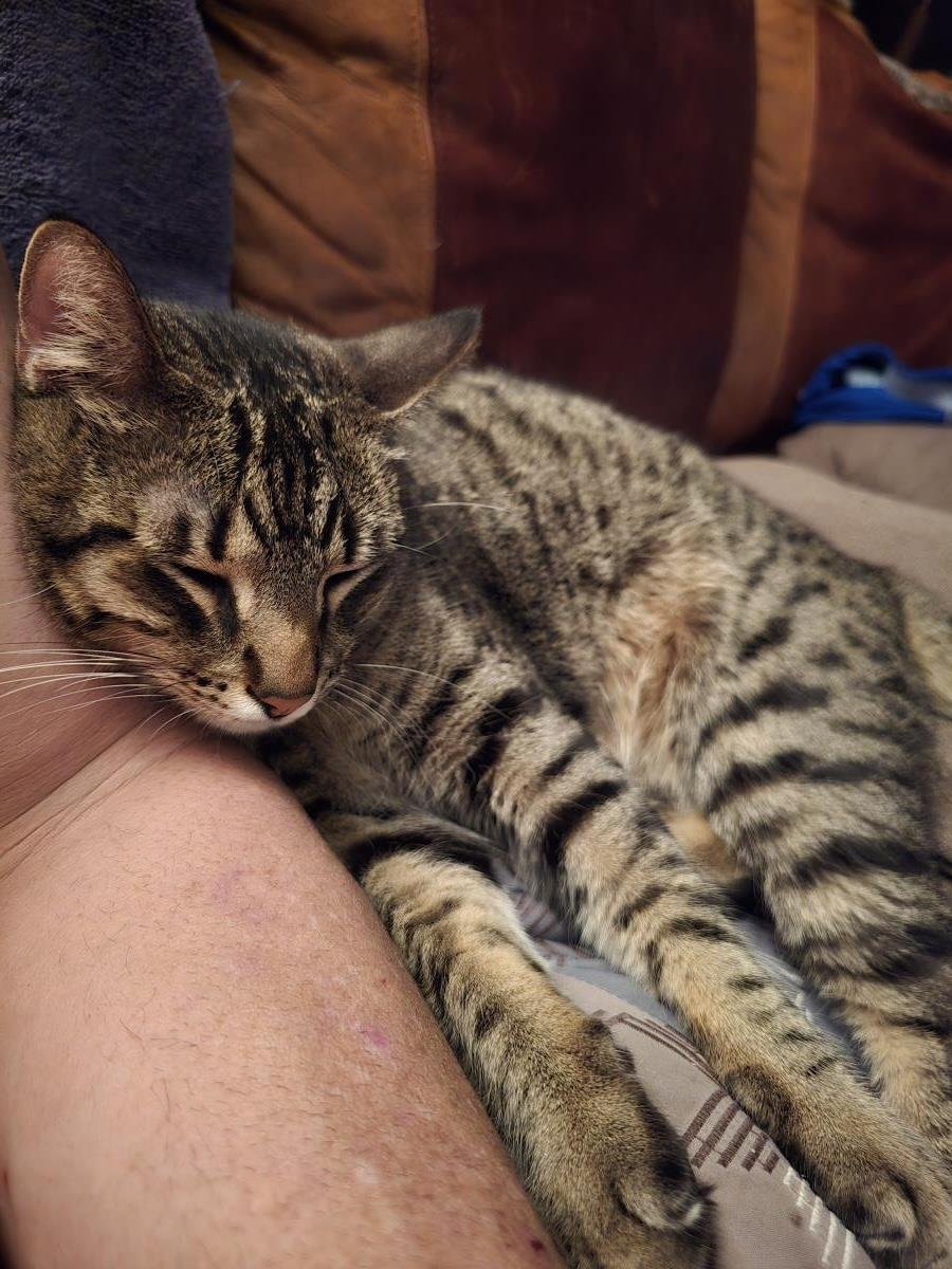 Rocket Honeybun - Photo 4