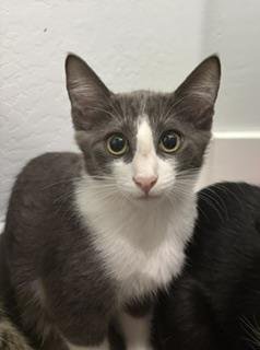 RODDY IMPALA - Tuxedo available for adoption