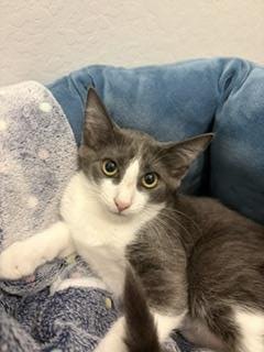 RODDY IMPALA - Tuxedo available for adoption