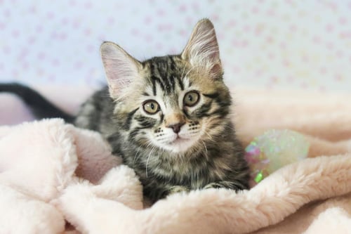 GANDALF CUDDLESTOO - Tabby / Domestic Medium Hair available for adoption