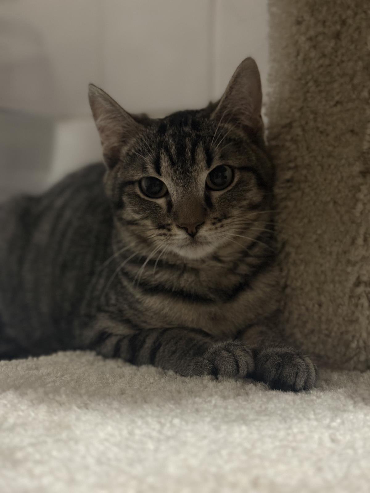 MIMOSO IRONWOOD - Domestic Short Hair / Tabby for adoption in Peoria