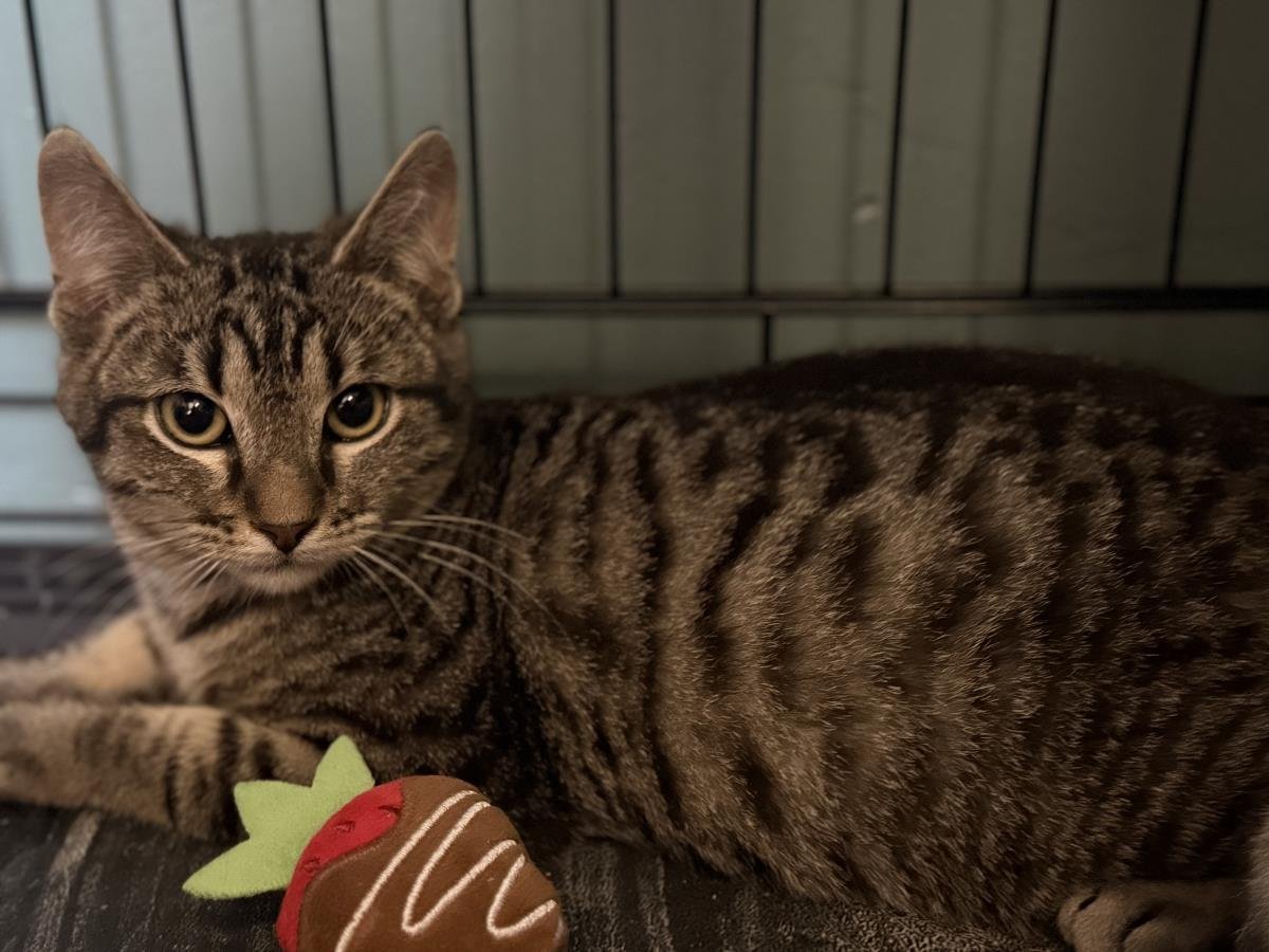 Mimoso Ironwood - Photo 3