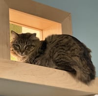 Wispy Puff Bonded To Runner Sol - Photo 4