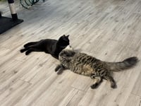 Wispy Puff Bonded To Runner Sol - Photo 3