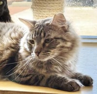 Wispy Puff Bonded To Runner Sol - Photo 1