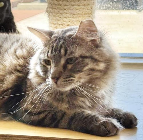 WISPY PUFF BONDED TO RUNNER SOL - Domestic Long Hair / Tabby available for adoption