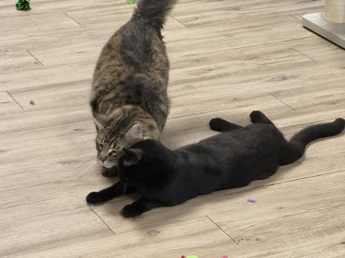 WISPY PUFF BONDED TO RUNNER SOL - Domestic Long Hair / Tabby available for adoption