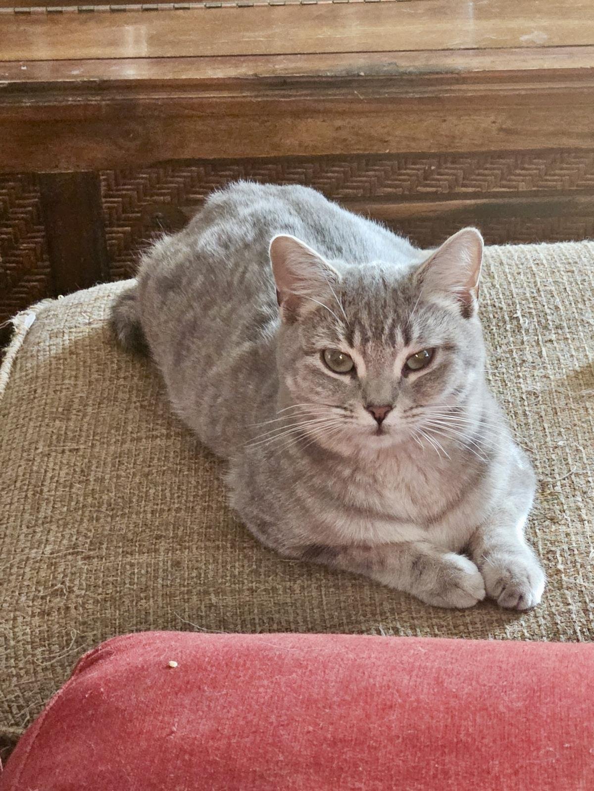 GRAFICO JIMENEZ - Domestic Short Hair available for adoption