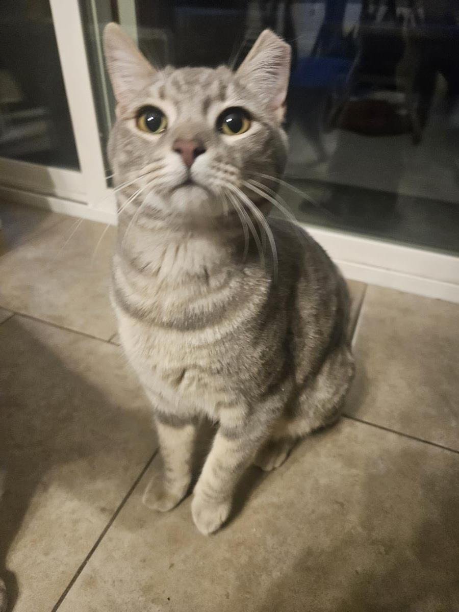 GRAFICO JIMENEZ - Domestic Short Hair available for adoption