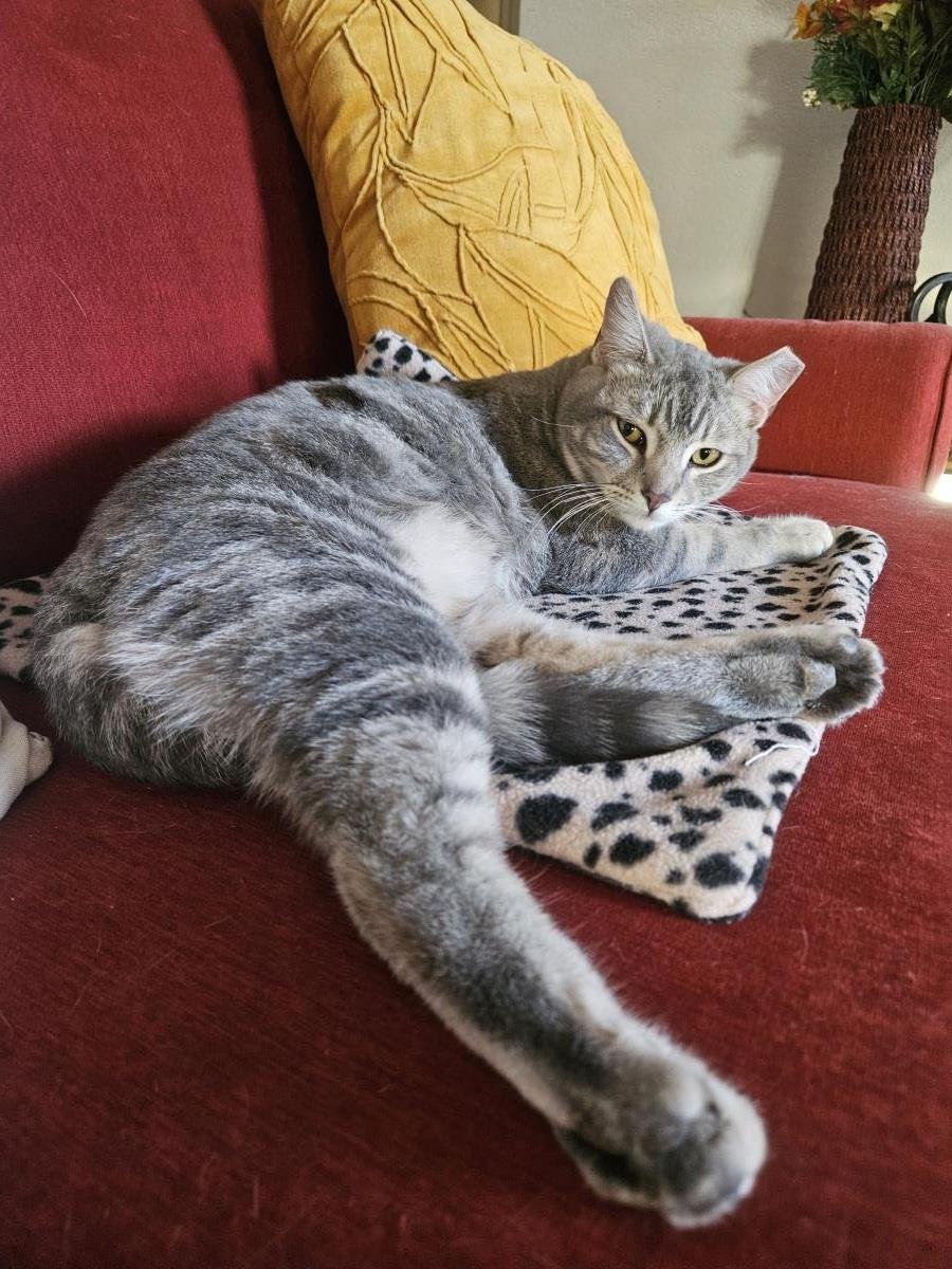 Grafico Jimenez - Photo 3