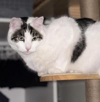 Quinn Meow - Photo 3