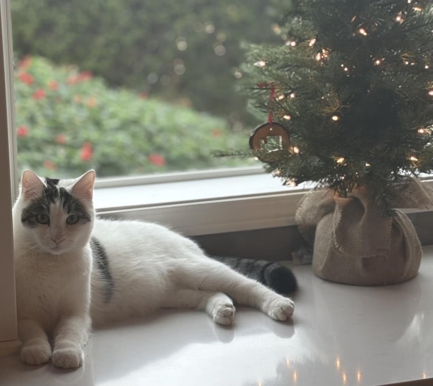 Quinn Meow Image