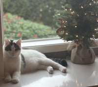 Quinn Meow - Photo 1
