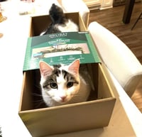 Quinn Meow - Photo 2